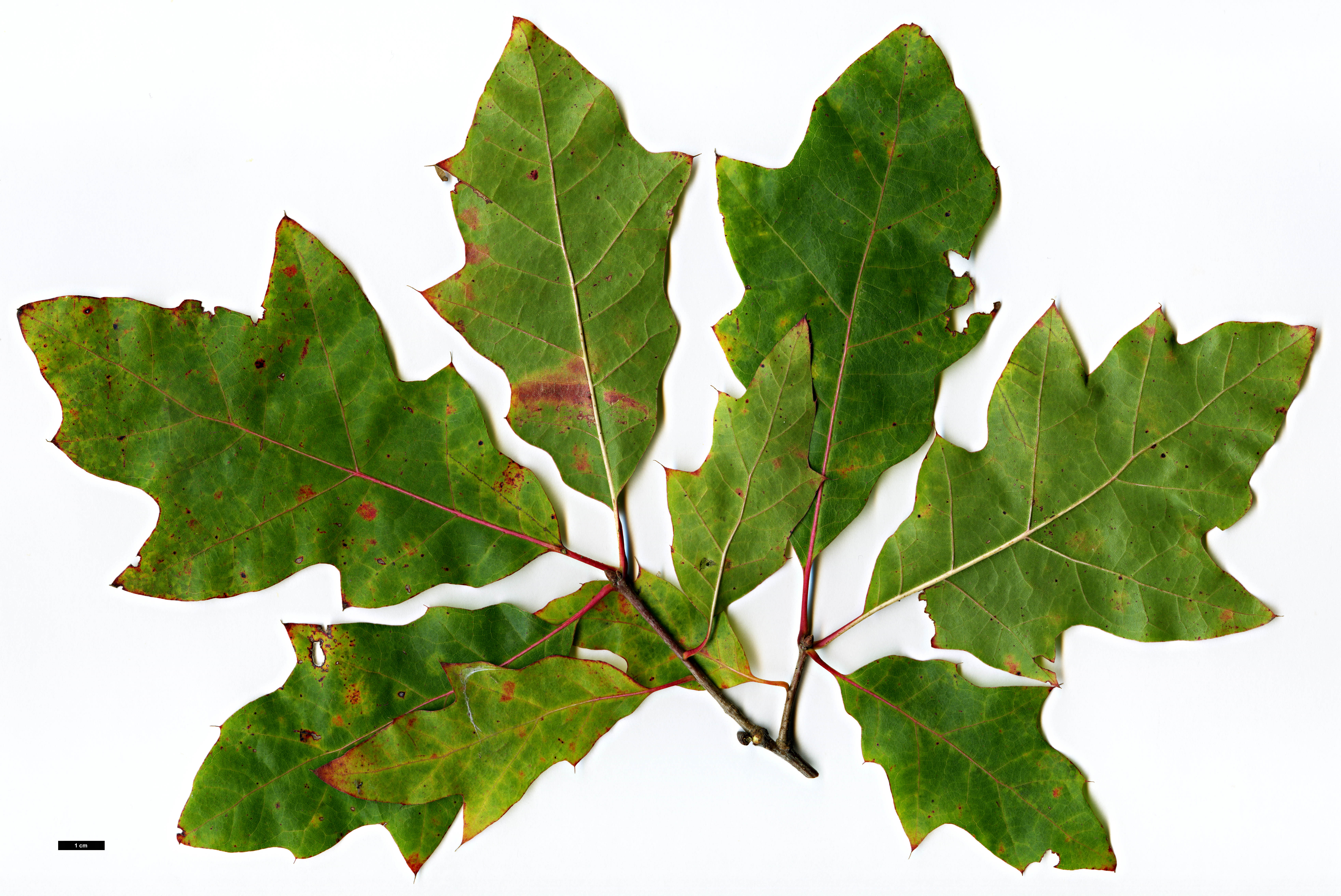 High resolution image: Family: Fagaceae - Genus: Quercus - Taxon: ×exacta (Q.phellos × Q.velutina)